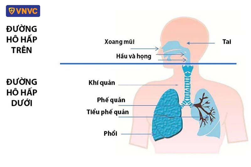 Hệ hô hấp